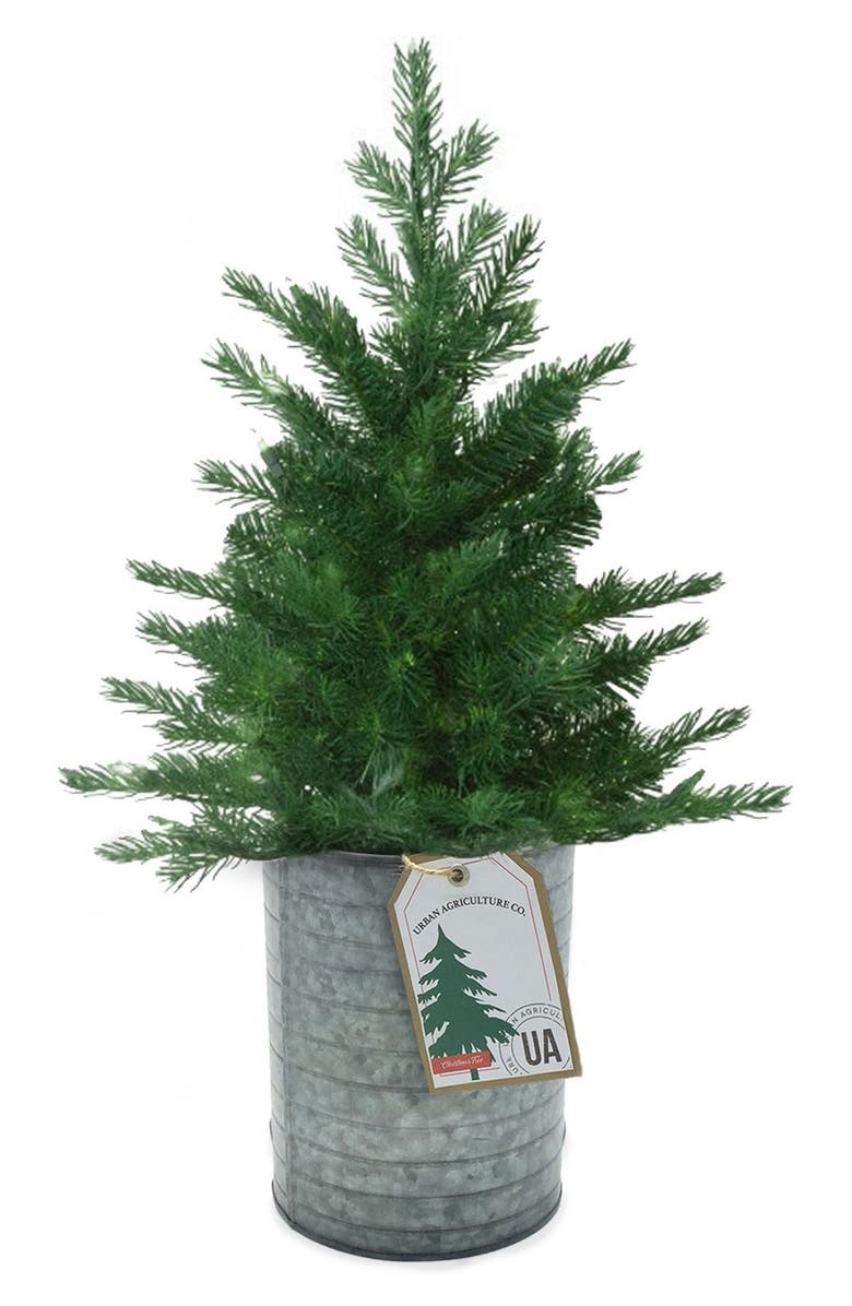 Live Christmas Tree Seeds In A Tin Kit Live Christmas Tree Seeds In A Tin Kit