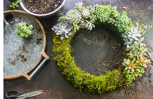 Succulents being placed and assembled on the moss base of a wreath.