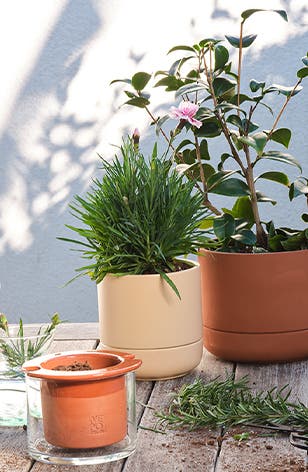Spring awakening: plants in three different kinds of planters.