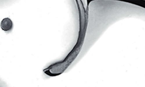 Bling Jewelry Animal Lover Elephant Stud Earrings In Silver