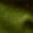 selected Green color