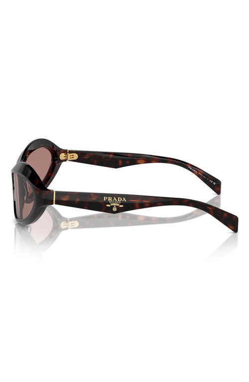 Prada 61mm Oval Sunglasses In Lite Brown