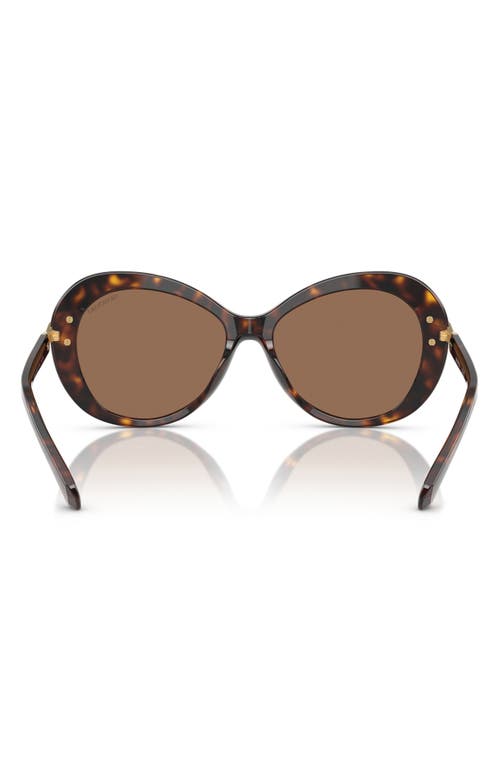 Swarovski 56mm Butterfly Sunglasses In Havana