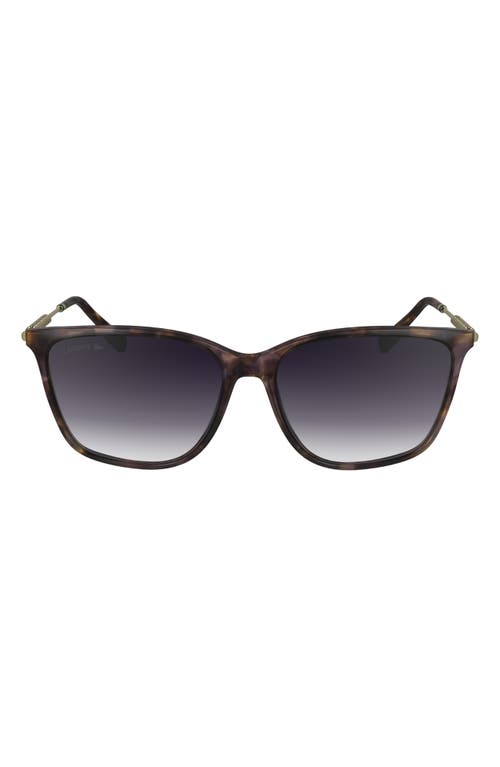Lacoste Premium Heritage 57mm Gradient Rectangular Sunglasses in Purple Havana at Nordstrom
