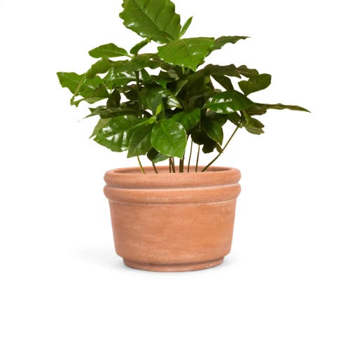 Meso Goods Felipe Terracotta Planter In Natural