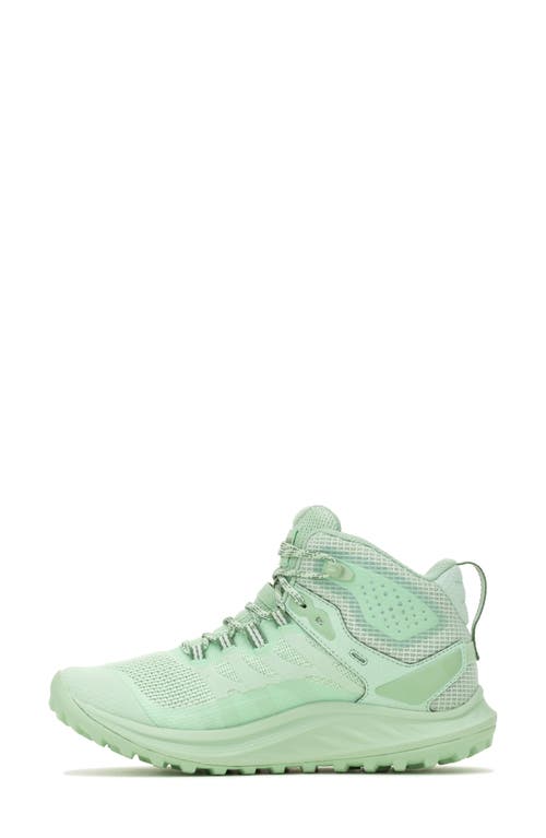 Merrell Antora 3 Mid Trail Running Sneaker In Mentha