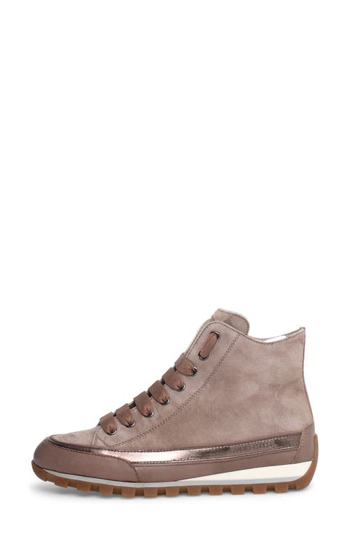 Shop Candice Cooper Janis Strip High Top Sneaker In Taupe