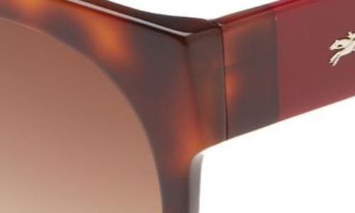 Longchamp 53mm Gradient Round Sunglasses In Havana/brown Gradient