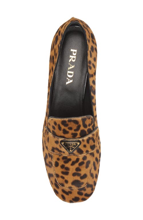 Shop Prada Genuine Calf Hair Loafer Pump In Miele Print Calf Hair