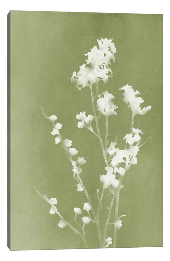 Icanvas Monograph Green Botanical By Amini54 Canvas Wall Art