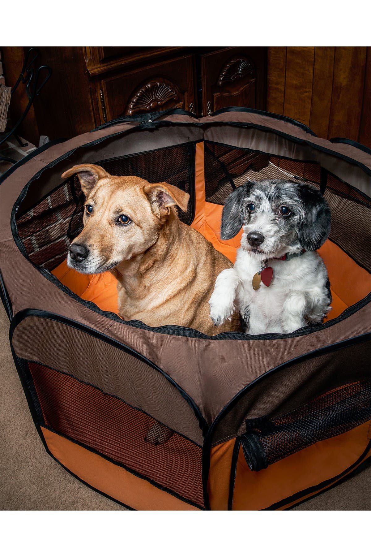 Pet Life Allterrain Lightweight Easy Folding Wireframed Collapsible