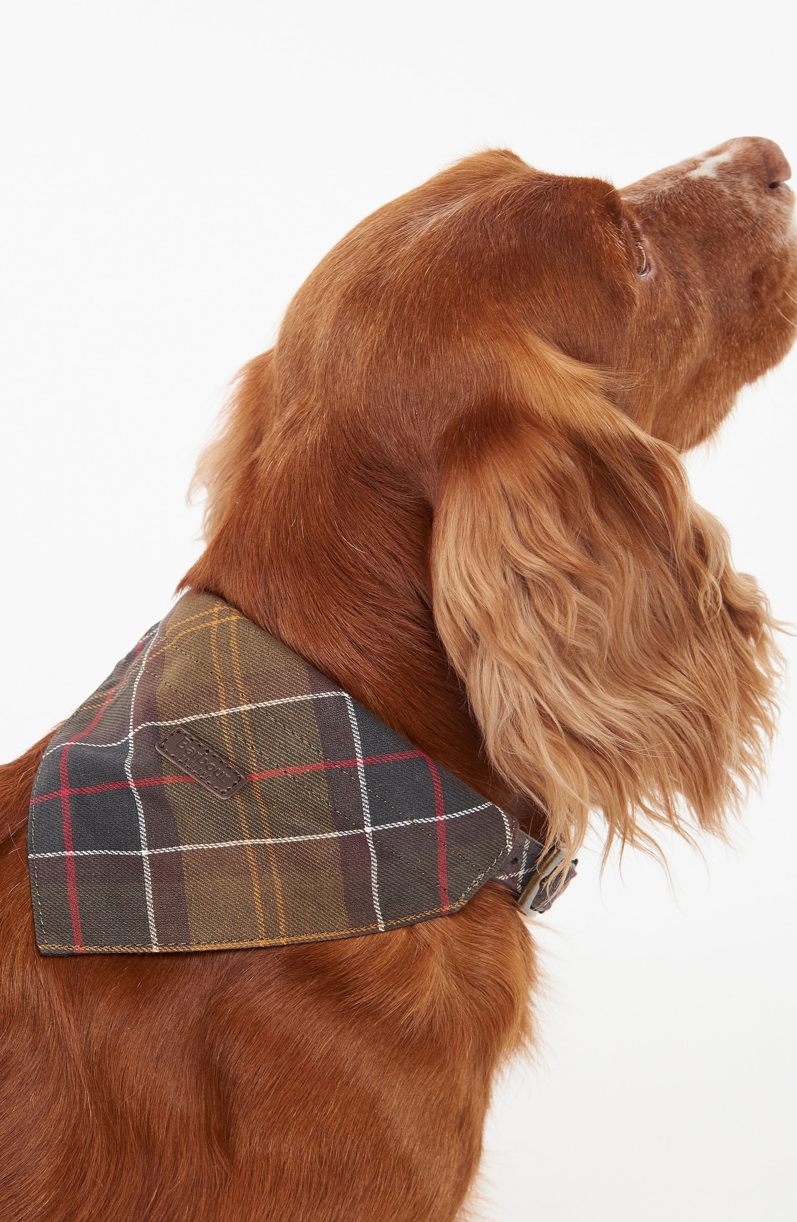 barbour dog bandana