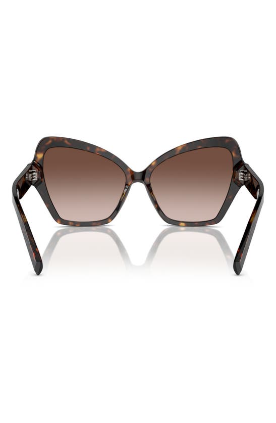 Shop Dolce & Gabbana 56mm Butterfly Polarized Sunglasses In Havana