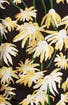 Thumbnail image number 5 of LOEWE Daisy Print Cotton Tee