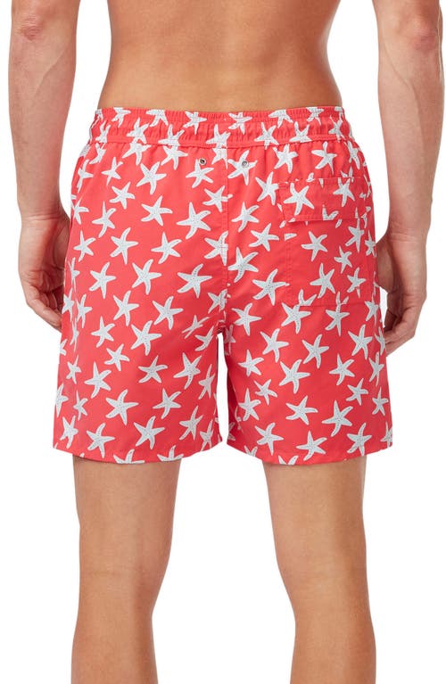 Shop Tom & Teddy Starfish Print Swim Trunks In Rose/blue