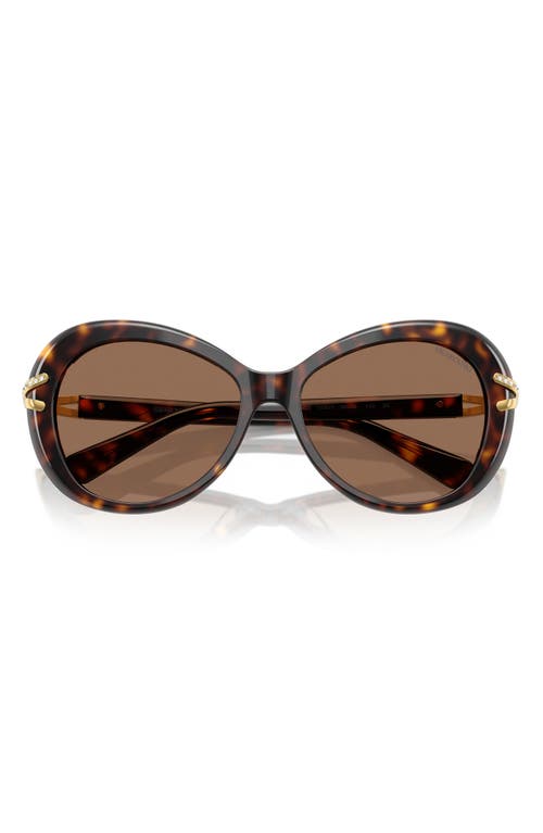 Swarovski 56mm Butterfly Sunglasses In Havana