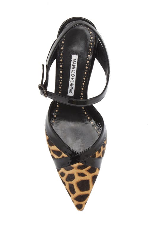 Shop Manolo Blahnik Aristida Genuine Calf Hair Pointed Toe Pump In Giraffe/black