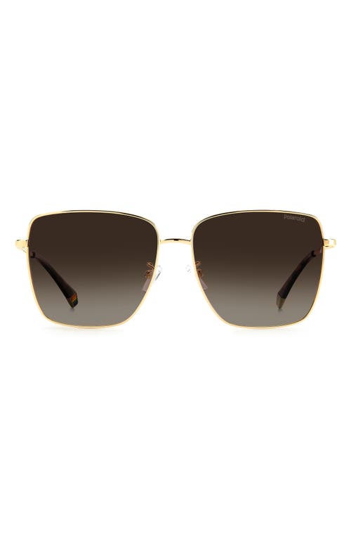 59mm Polarized Square Sunglasses in Gold Havana /Brown
