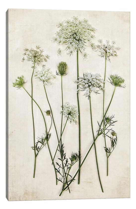 Icanvas Queen Annes Lace By Debbra Obertanec Canvas Wall Art In White-multi