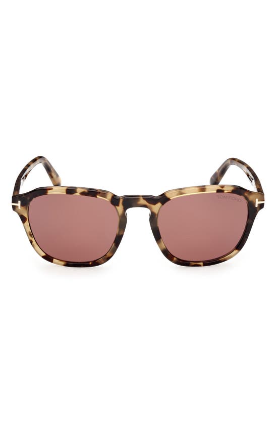 Tom Ford Avery 52mm Round Sunglasses In Havana/ Other / Bordeaux