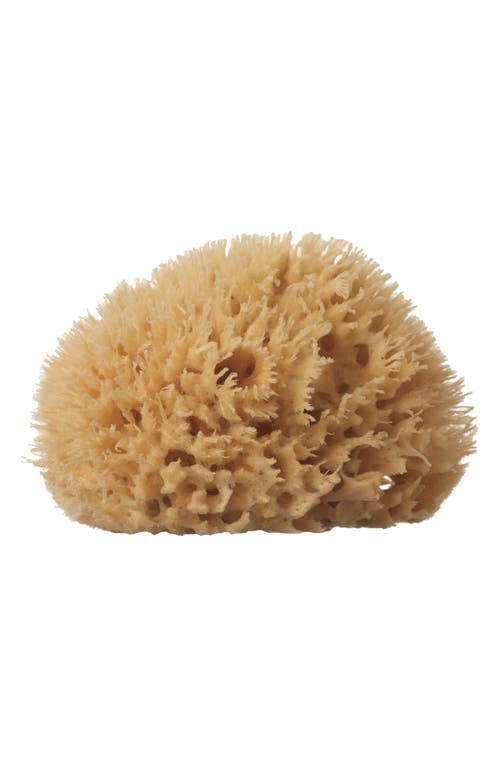 Wool Sea Sponge in Beige Medium