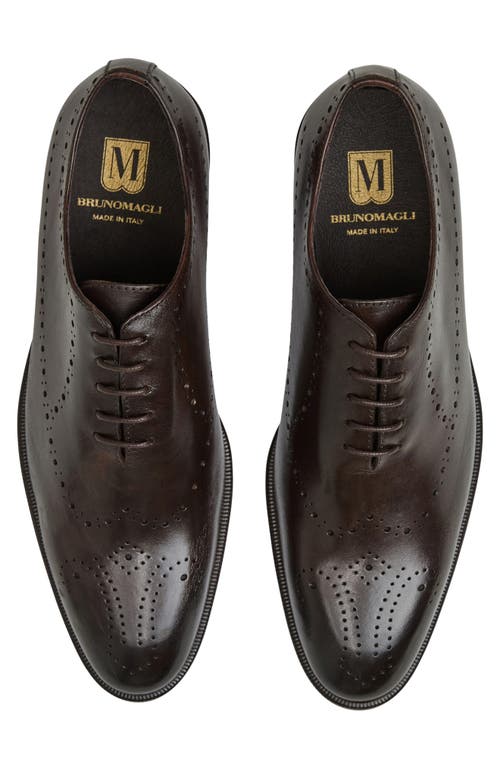 Bruno Magli Ansel Wholecut Oxford (men) In Brown