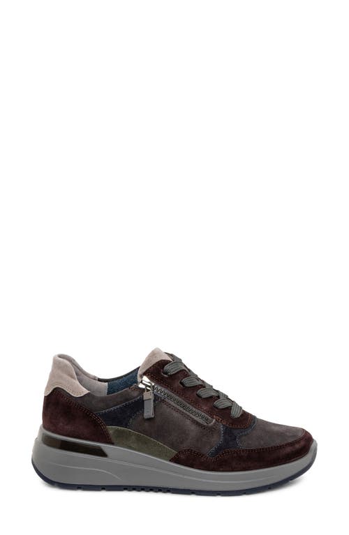 Shop Ara Gardenia Sneaker In Brown