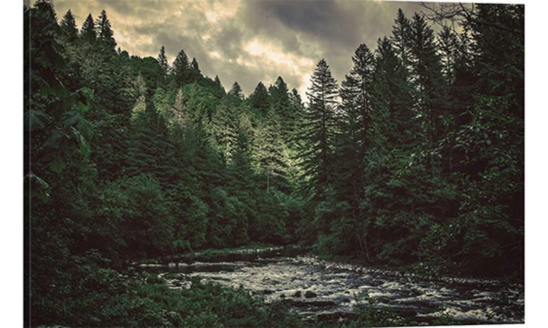 Icanvas Pacific Northwest River And Trees By Nature Magick Canvas Wall Art In Forest River