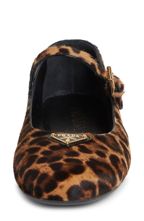 Shop Prada Genuine Calf Hair Mary Jane Flat In Miele Calf Hair Print