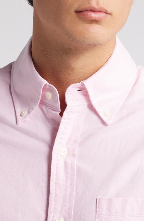 Shop Schott Nyc Button-down Oxford Shirt In Pink