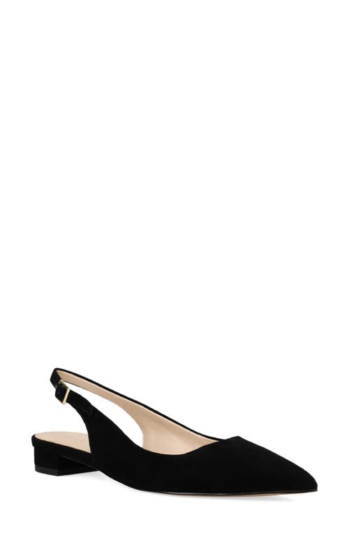 Shop Pelle Moda Aali Pointed Toe Slingback Flat In Black