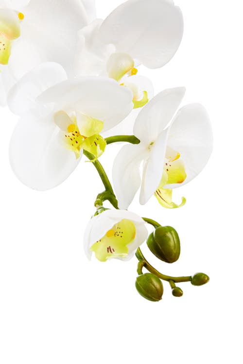 Cocobella Adeline Gold Realtouch Orchid In Gold