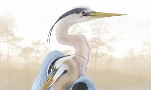 Icanvas Misty Plumage Ii By Steve Hunziker Canvas Wall Art In Multi