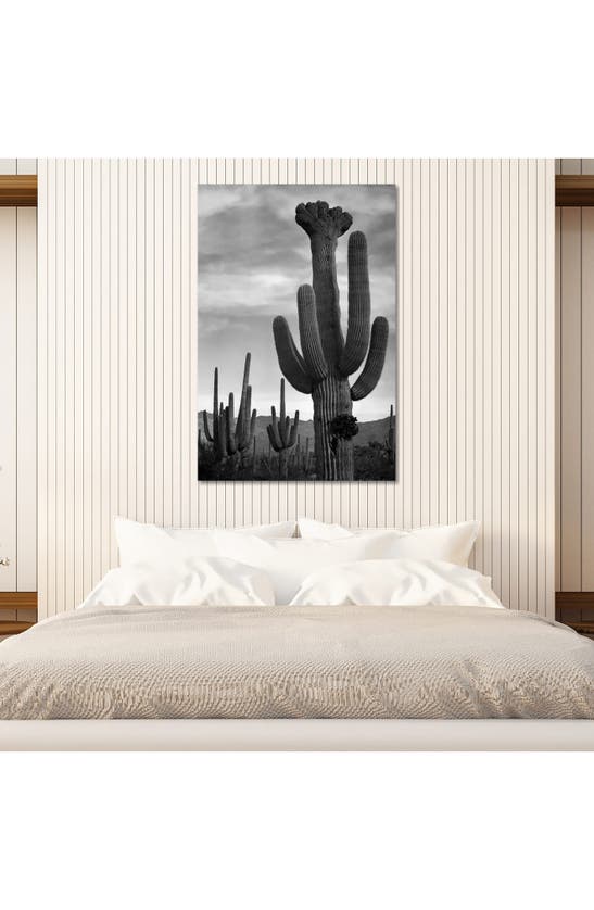 Icanvas Saguaros, Saguaro National Monument By Ansel Adams Canvas Wall Art In White-multi