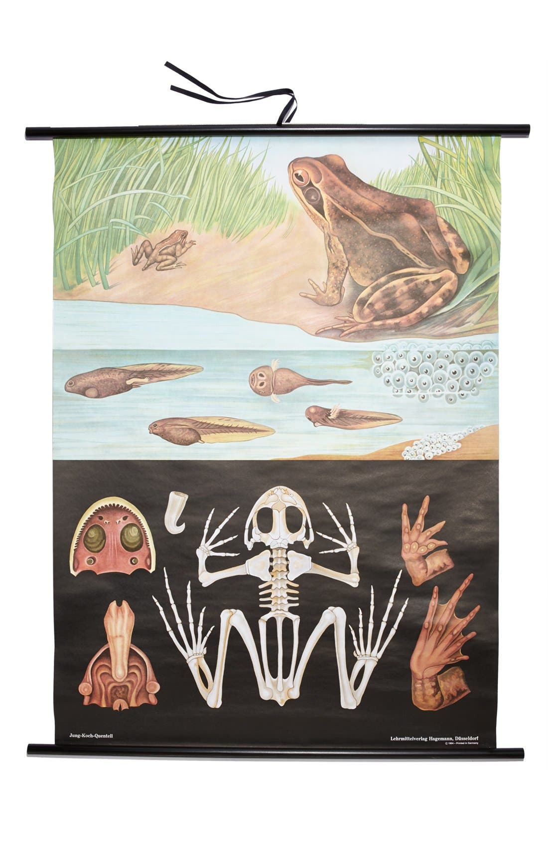 The Evolution Store Canvas Zoology Poster Nordstrom