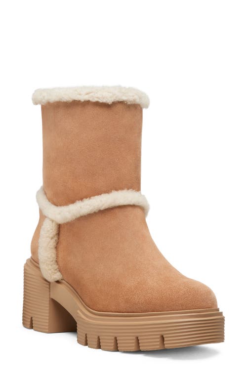 Shop Stuart Weitzman Lennox Genuine Shearling Bootie In New Camel/natural/caramel