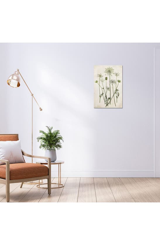 Icanvas Queen Annes Lace By Debbra Obertanec Canvas Wall Art In White-multi