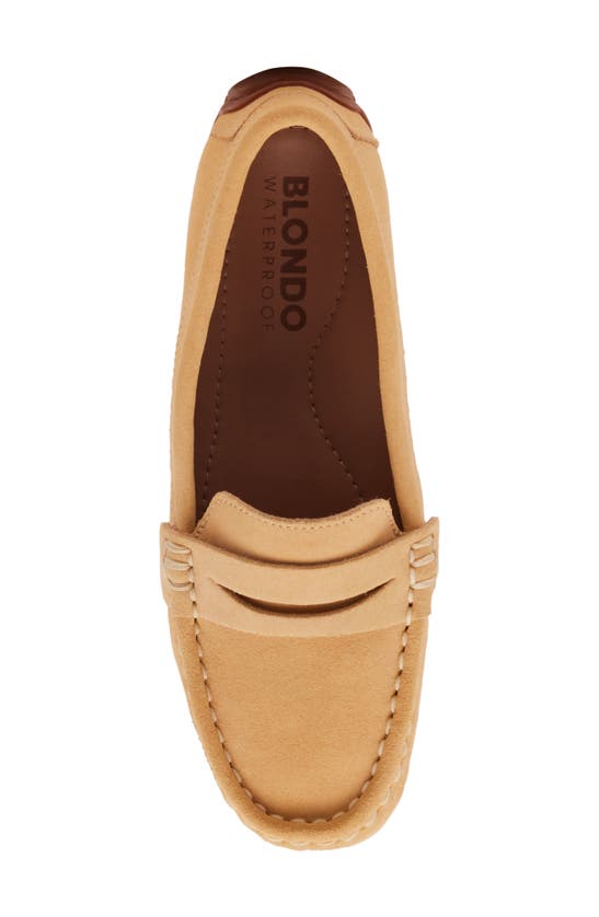 Shop Blondo Sonni Driver Loafer In Yellow Suede