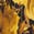 selected Mustard color
