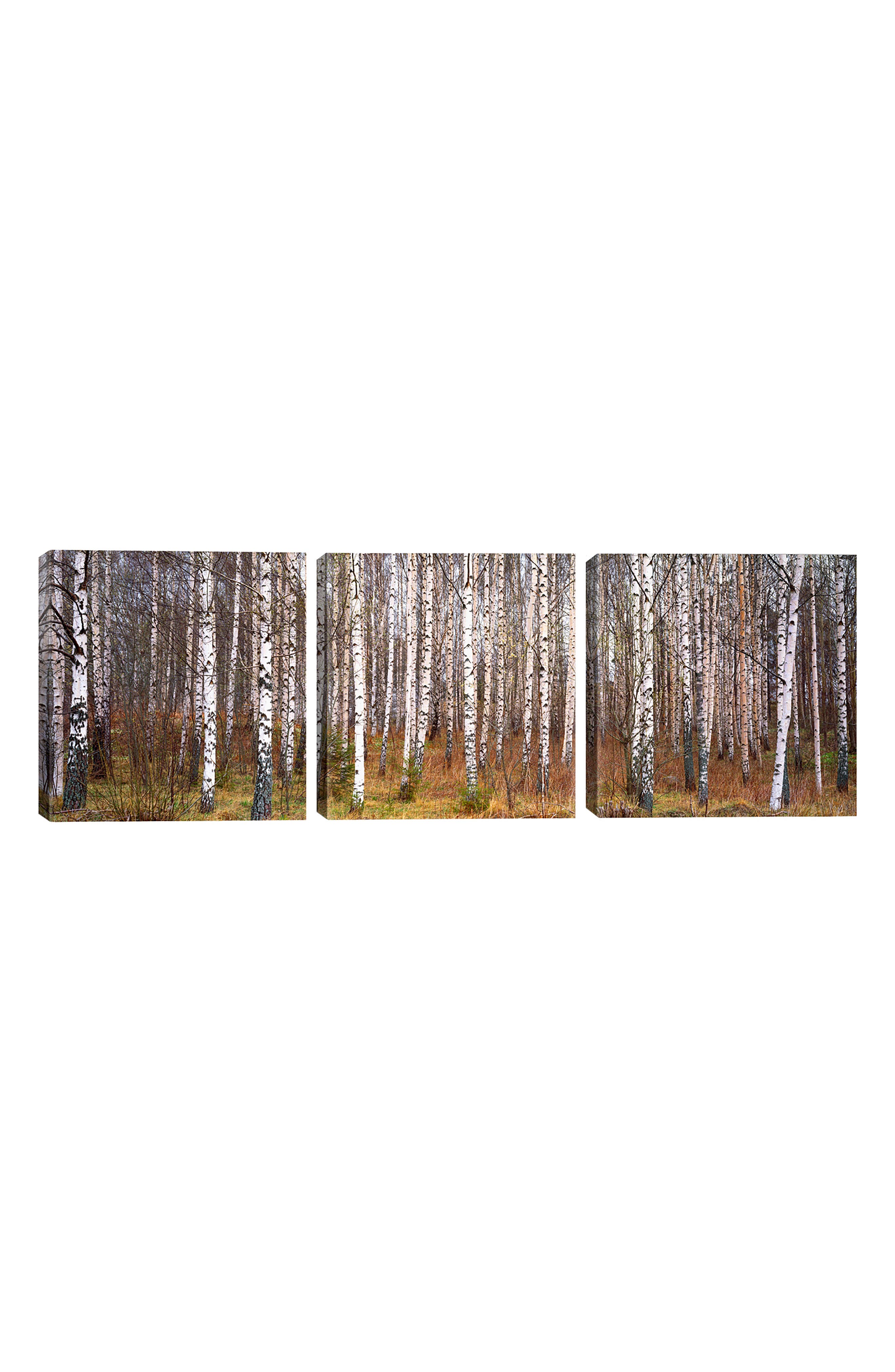 iCanvas Silver Birch Trees Giclée Print Canvas Art Nordstrom