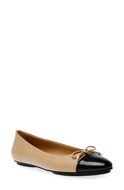 Anne Klein Luci Cap Toe Ballet Flat In Beige/black Smooth/patent