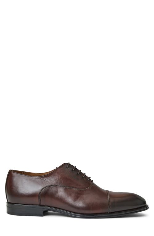 Bruno Magli Men's Maioco Cap Toe Oxfords - Regular In Brown