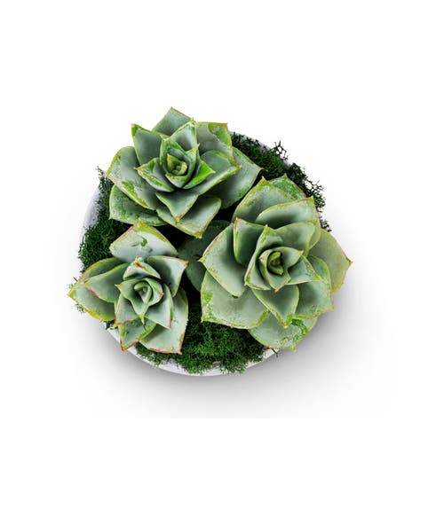 Cocobella Sandy Ceramic Succulent Arrangement In Green
