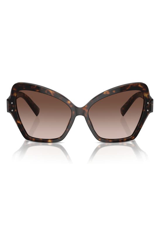 Shop Dolce & Gabbana 56mm Butterfly Polarized Sunglasses In Havana