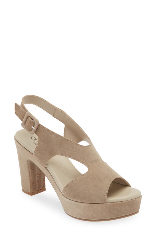 Shop Cordani Taylin Platform Sandal In Tortora Suede