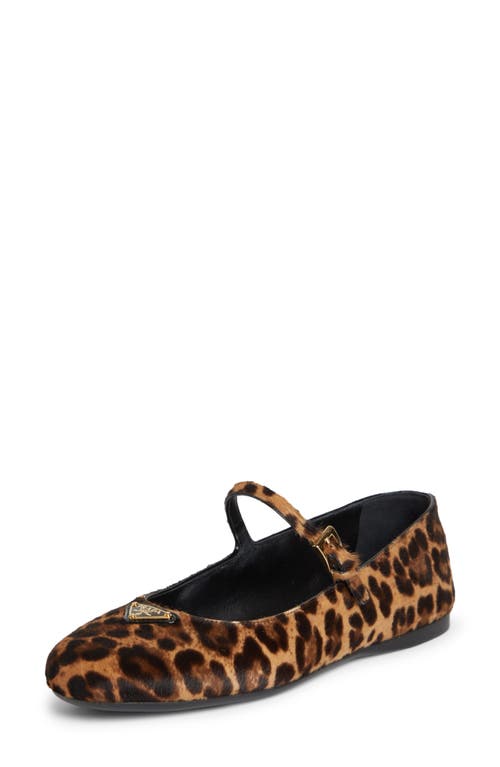 Prada Genuine Calf Hair Mary Jane Flat In Miele Calf Hair Print