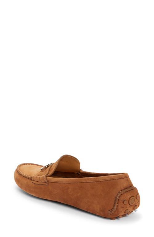 Shop Ferragamo Odilia Driving Loafer In Cuoio Nabuck