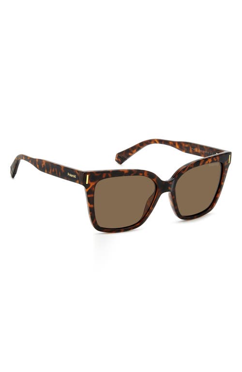 Shop Polaroid 54mm Polarized Cat Eye Sunglasses In Z/dnuhavana/bronze Polar