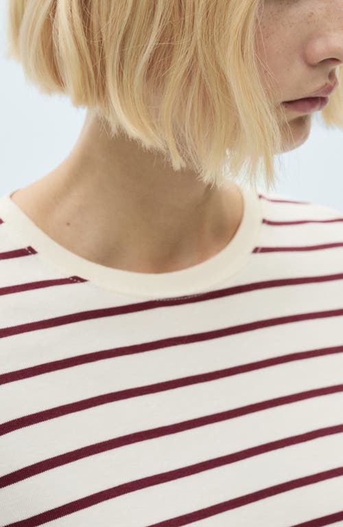 Mango Stripe Cotton Sweater In Burgundy Stripe/cream