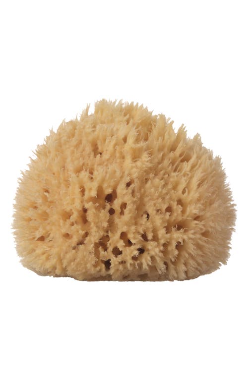 Wool Sea Sponge in Beige Large